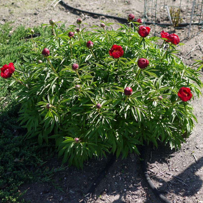 Peonia erbacea Early Scout (Porto)