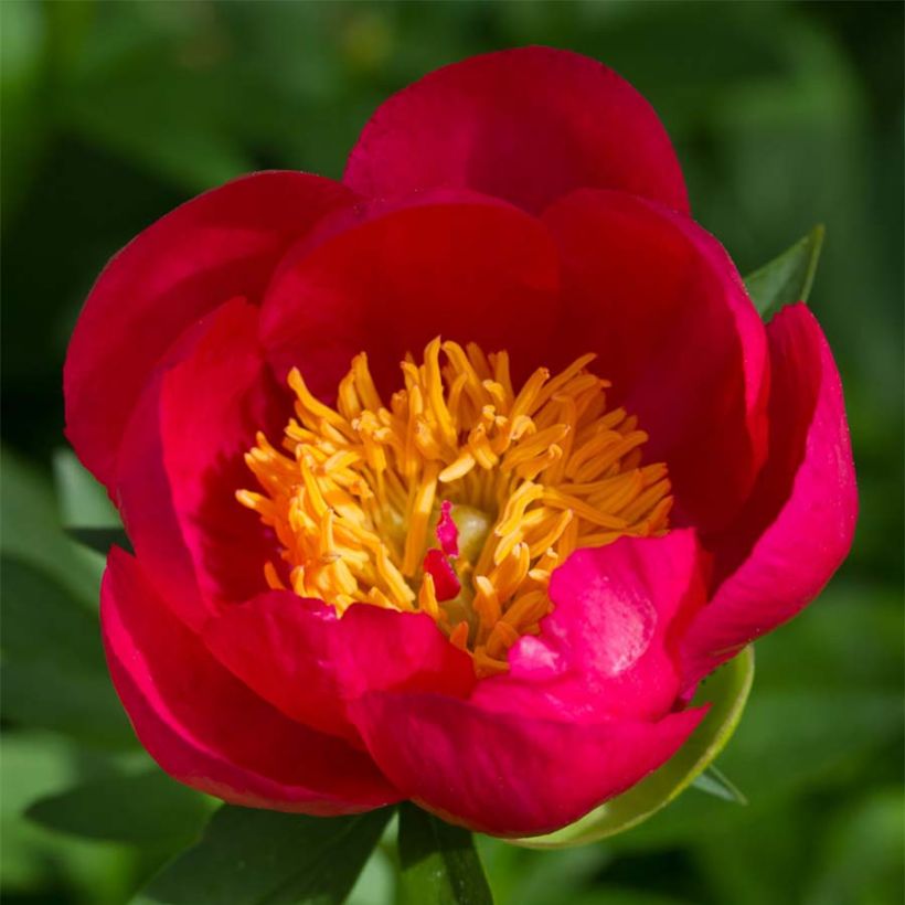 Peonia erbacea Flame (Fioritura)