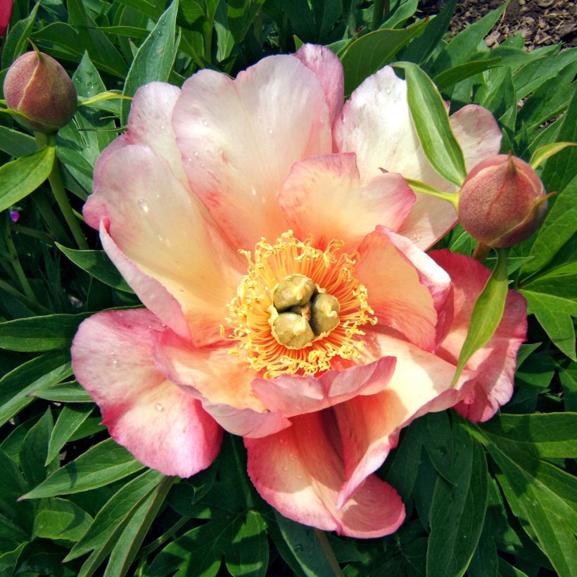 Peonia Itoh Julia Rose (Fioritura)