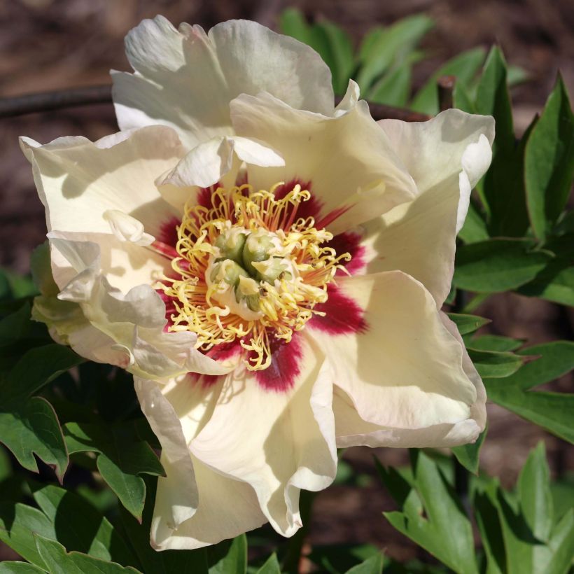 Peonia Itoh Pastel Splendor (Fioritura)