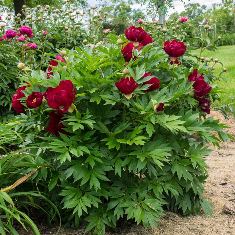 Peonia Itoh Scarlet Heaven (Porto)