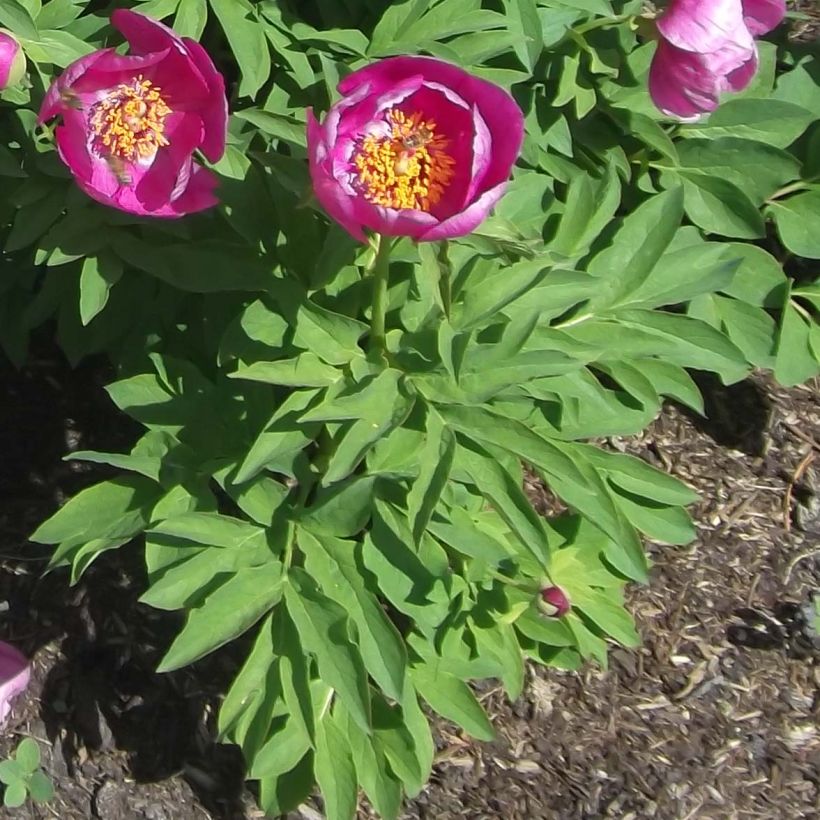 Paeonia humilis - Peonia erbacea (Fogliame)