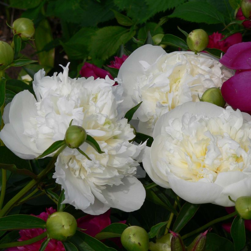 Peonia erbacea Duchesse de Nemours (Fioritura)