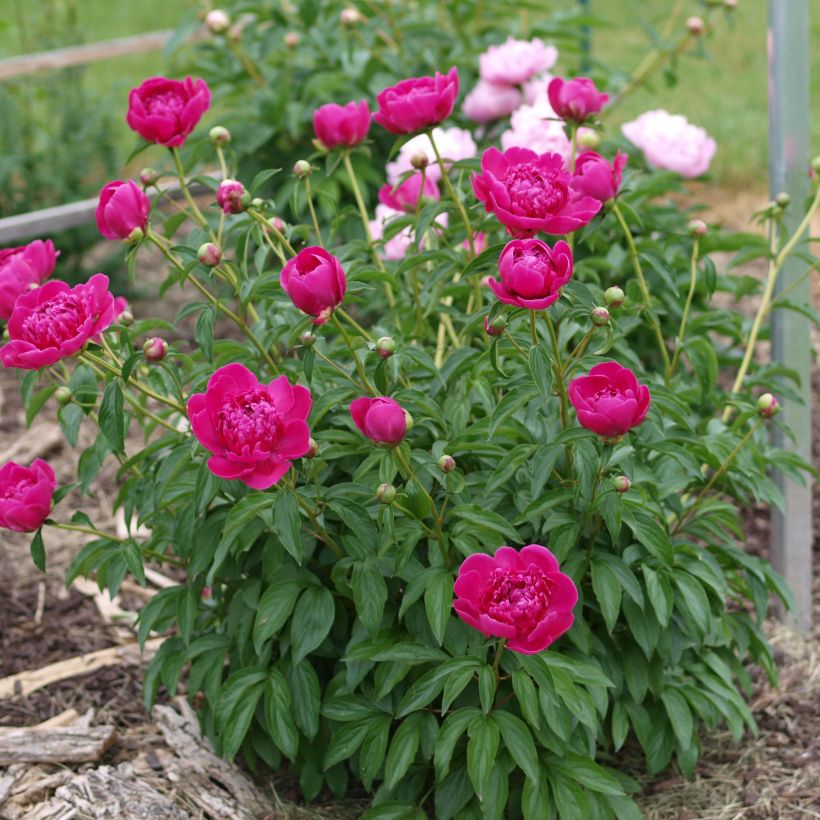 Peonia erbacea Félix Crousse (Porto)