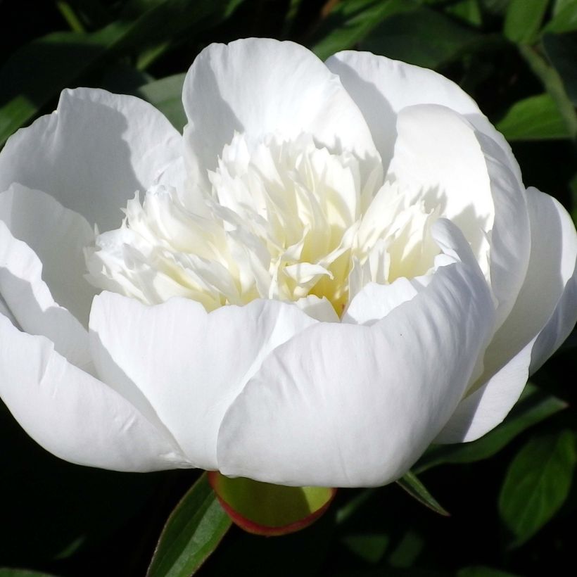 Peonia erbacea Immaculée (Fioritura)