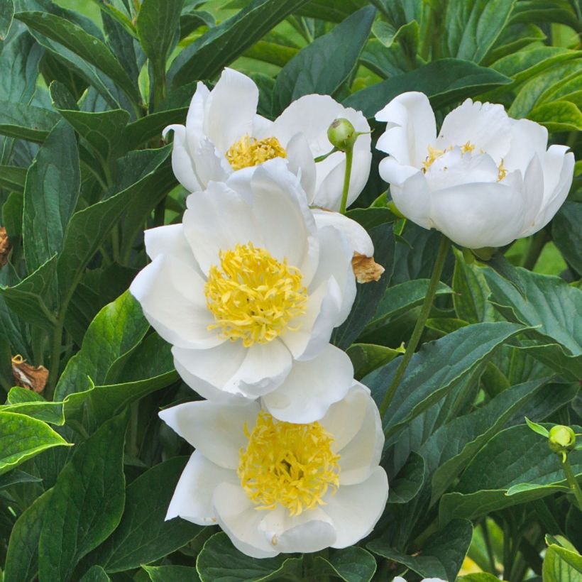 Peonia erbacea Jan van Leeuwen (Fioritura)