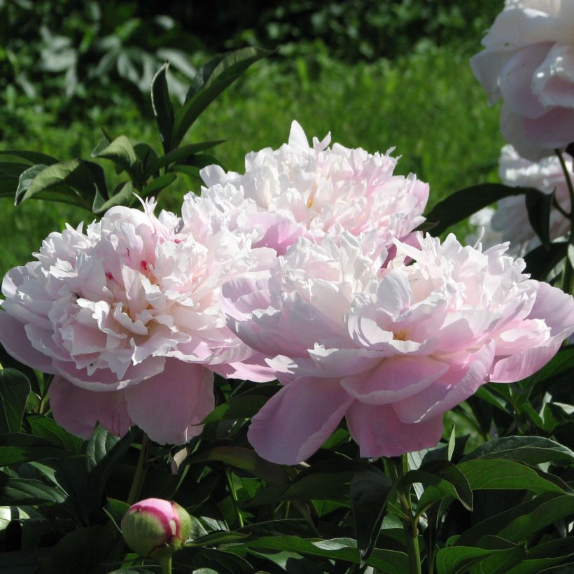 Peonia erbacea Lady Alexandra Duff (Fioritura)