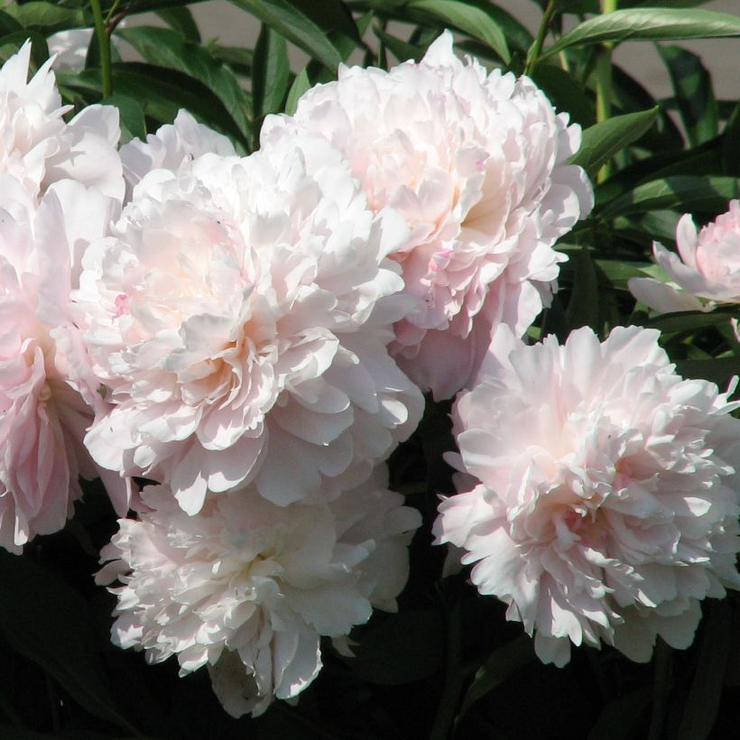 Peonia erbacea Madame Calot (Fioritura)