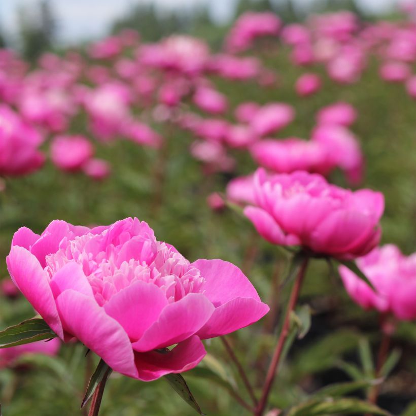 Peonia erbacea Madame Emile Debatène (Fioritura)