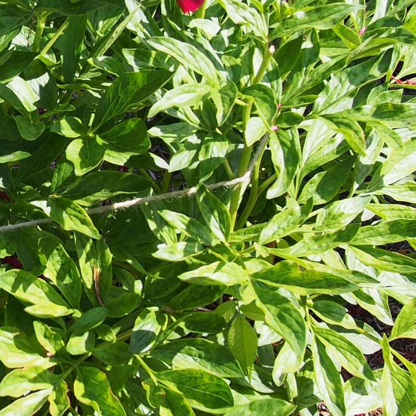 Peonia erbacea Red Charm (Fogliame)