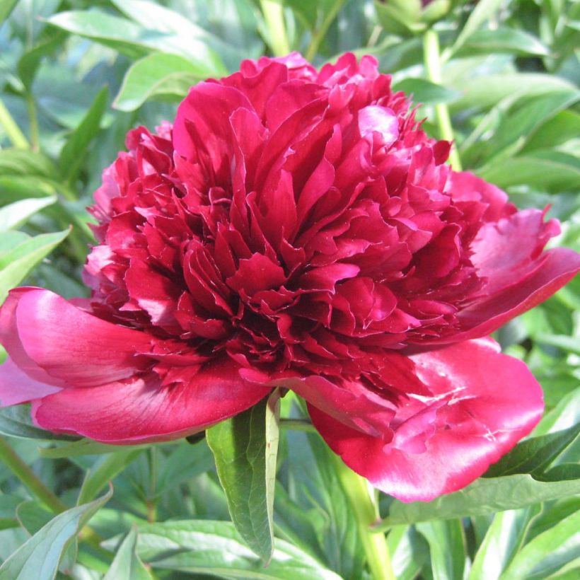 Peonia erbacea Red Charm (Fioritura)