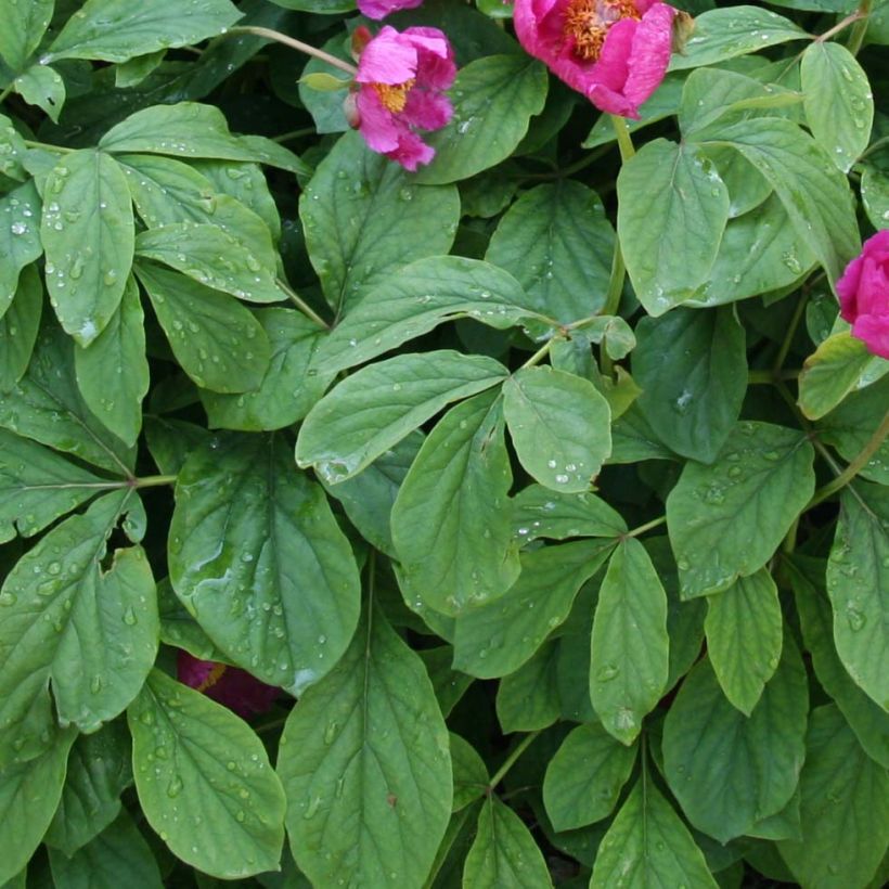 Paeonia mascula (Fogliame)