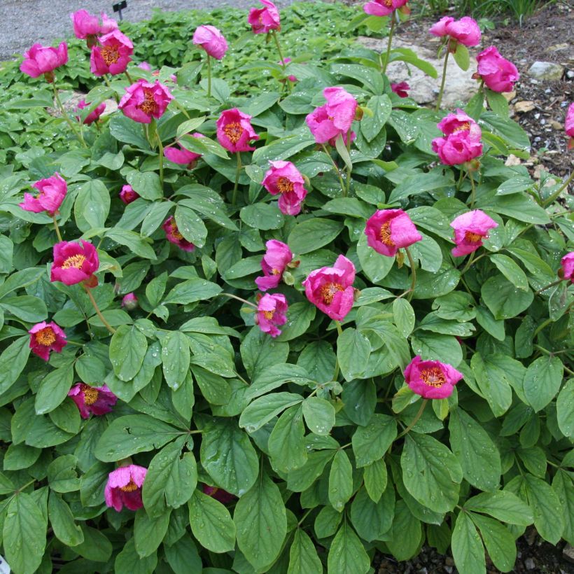 Paeonia mascula (Porto)