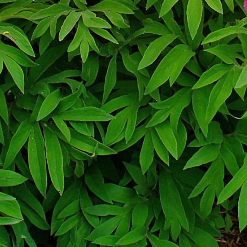 Paeonia officinalis Mollis (Fogliame)