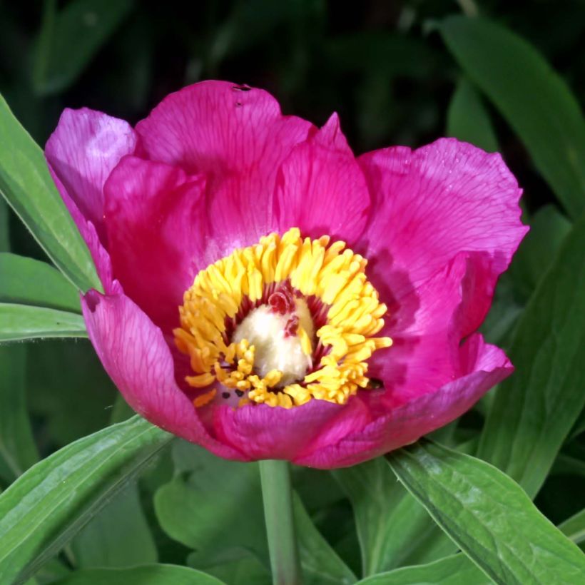 Paeonia officinalis Mollis (Fioritura)