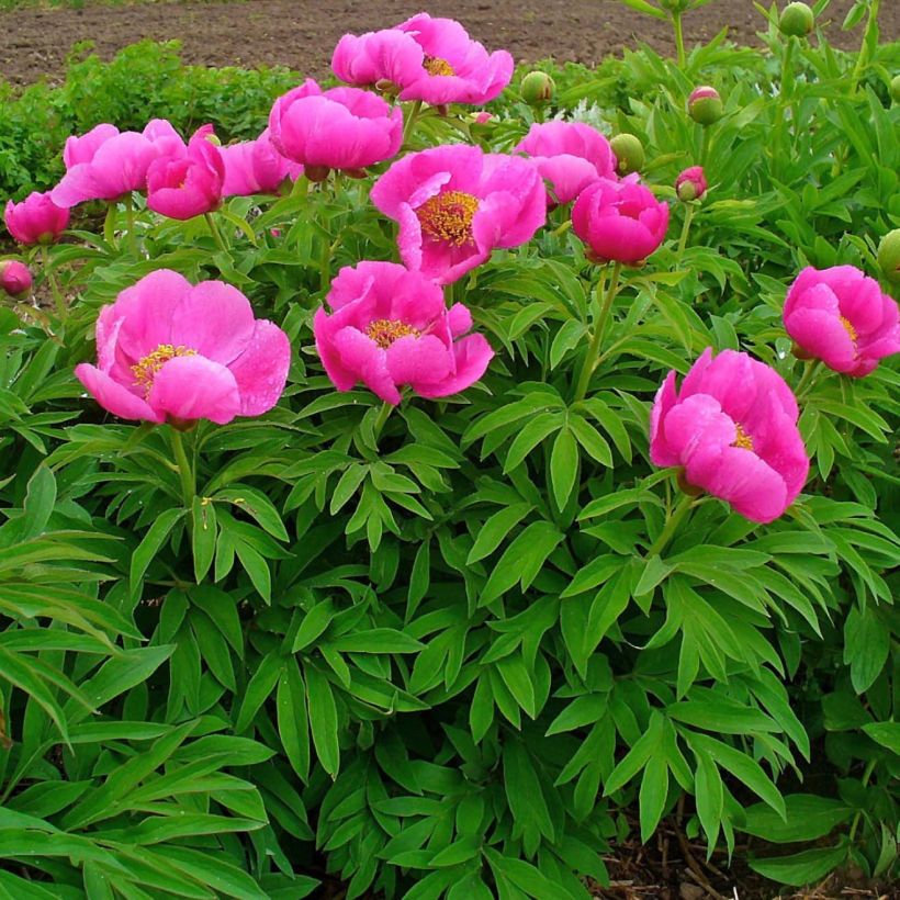 Paeonia officinalis Mollis (Porto)