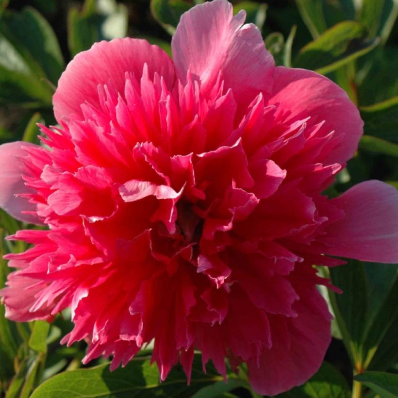 Paeonia officinalis Rosea Plena (Fioritura)