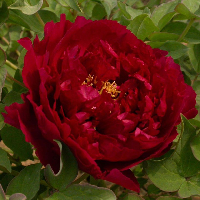 Peonia arborea Wu Jin Yao Hui (Fioritura)