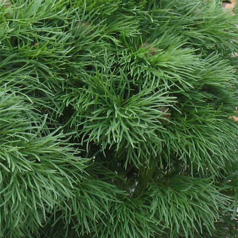 Paeonia tenuifolia Plena - Peonia erbacea (Fogliame)