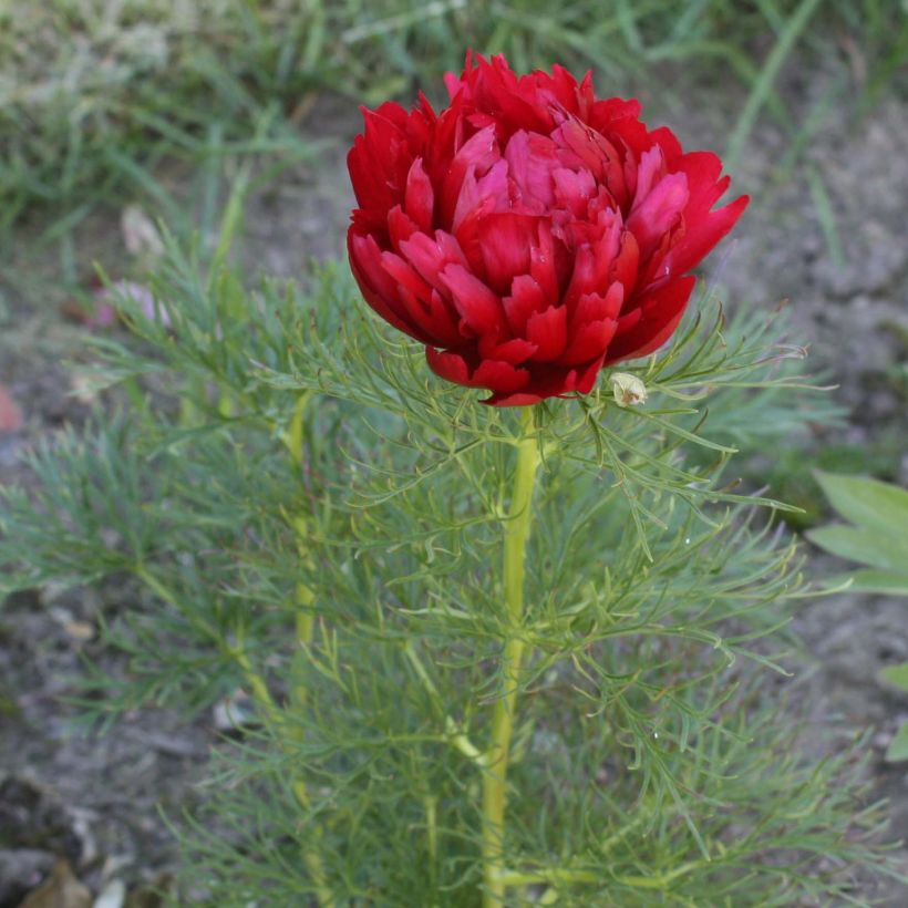 Paeonia tenuifolia Plena - Peonia erbacea (Fioritura)