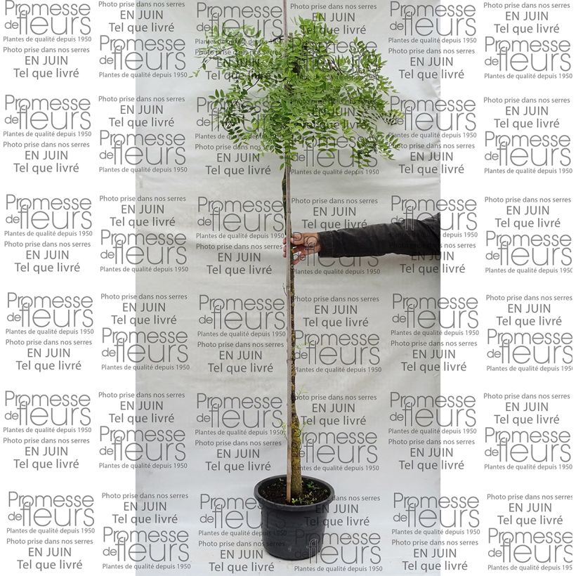 Esempio di esemplare Pagode japonaise - Sophora japonica Pendula Pot de 12L/15L come consegnato