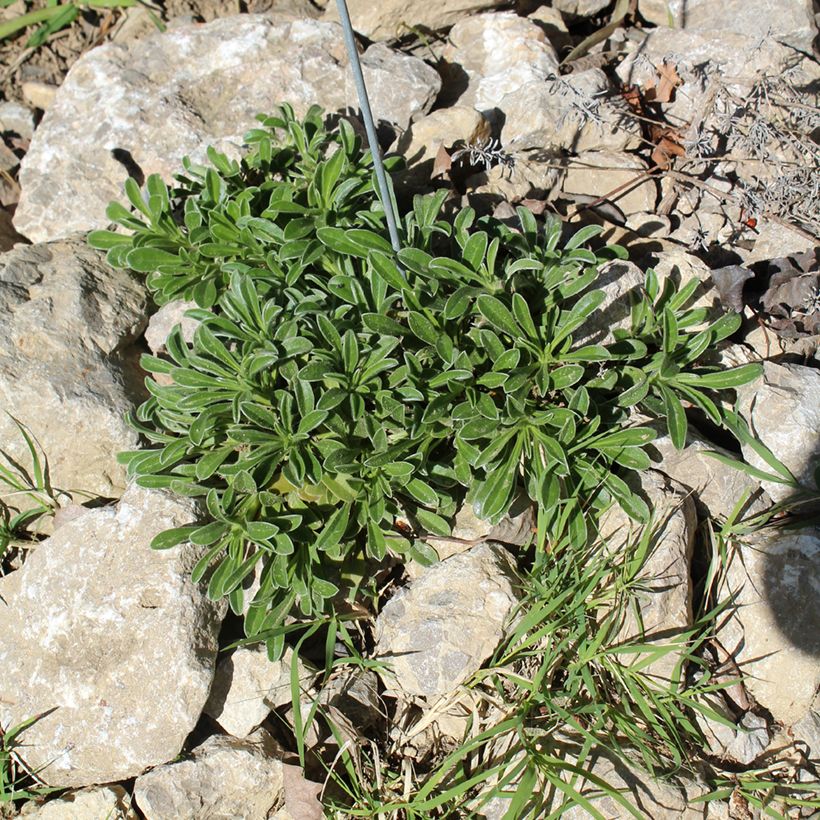 Pallenis maritima Aurelia Gold - Asterisco marittimo (Porto)