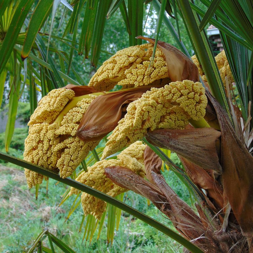 Trachycarpus fortunei - Palma di Fortune (Fioritura)