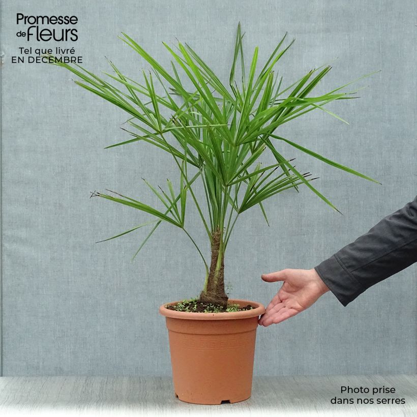 Palmier de Chine - Trachycarpus fortunei pot 10L esemplare consegnato in inverno