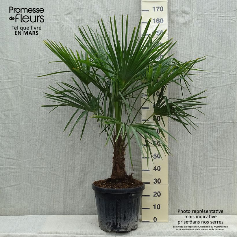 Palmier de Chine - Trachycarpus fortunei pot de 18L/20L esemplare consegnato in inverno