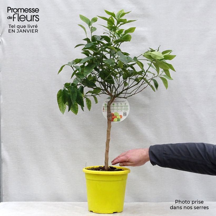 Pamplemoussier - Citrus maxima Pot de 3L/4L esemplare consegnato in inverno