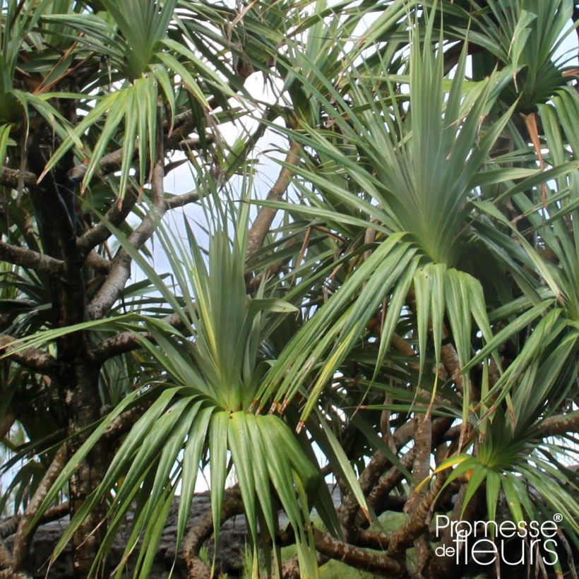 Pandanus utilis - Pandano (Fogliame)