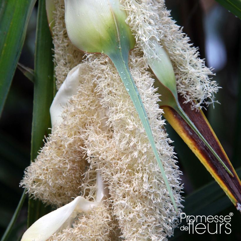 Pandanus utilis - Pandano (Fioritura)