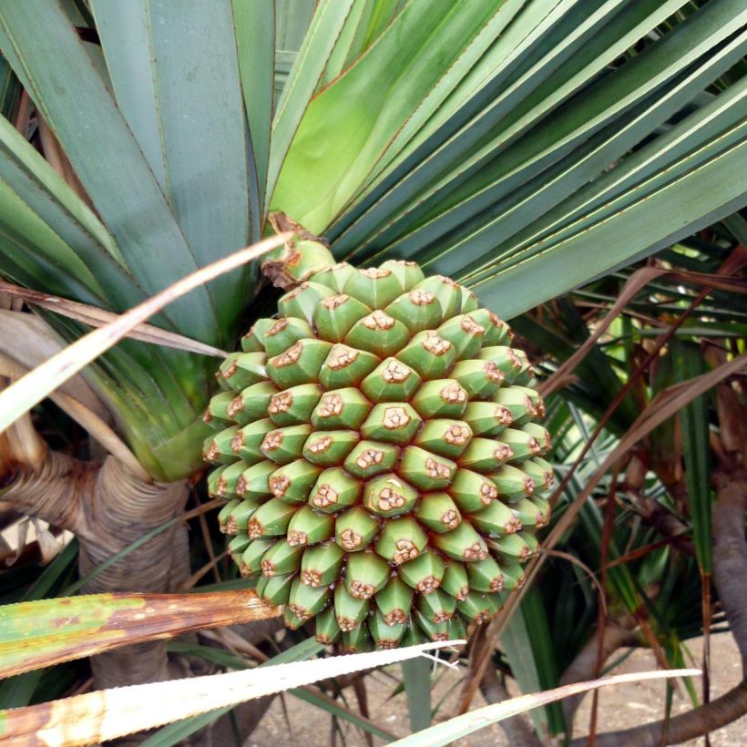 Pandanus utilis - Pandano (Raccolta)