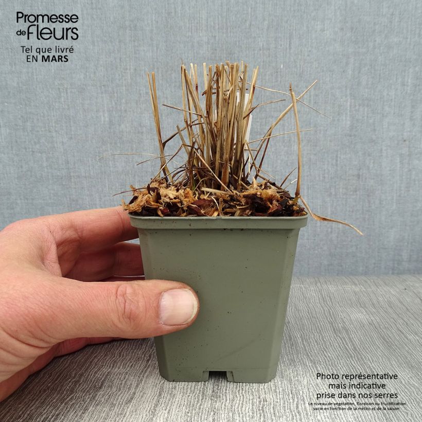 Panic érigé - Panicum virgatum Cheyenne Sky  Godet de 8/9 cm esemplare consegnato in inverno