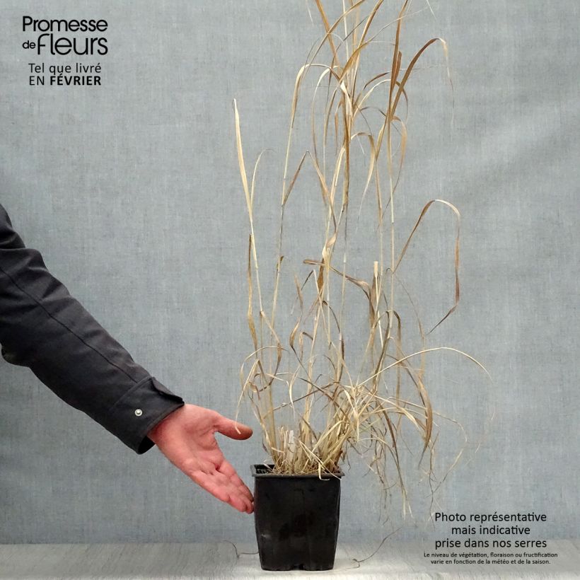 Panic érigé - Panicum virgatum Dallas Blues en pot de 2/3 litres esemplare consegnato in inverno