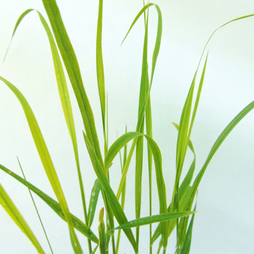 Panicum virgatum Hanse Herms (Fogliame)