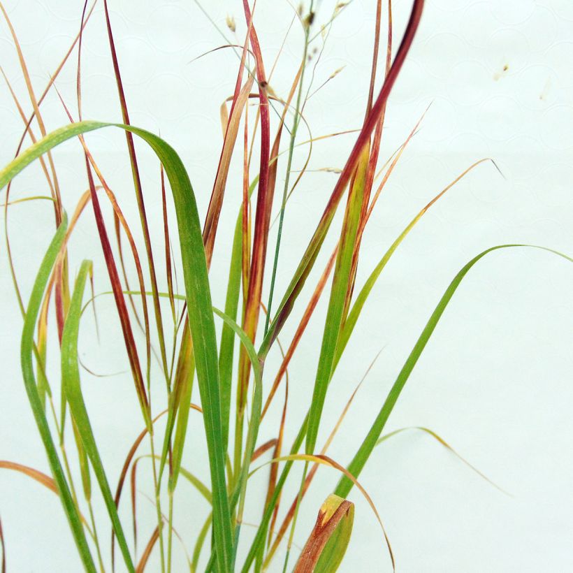 Panicum virgatum Kulsenmoor (Fogliame)