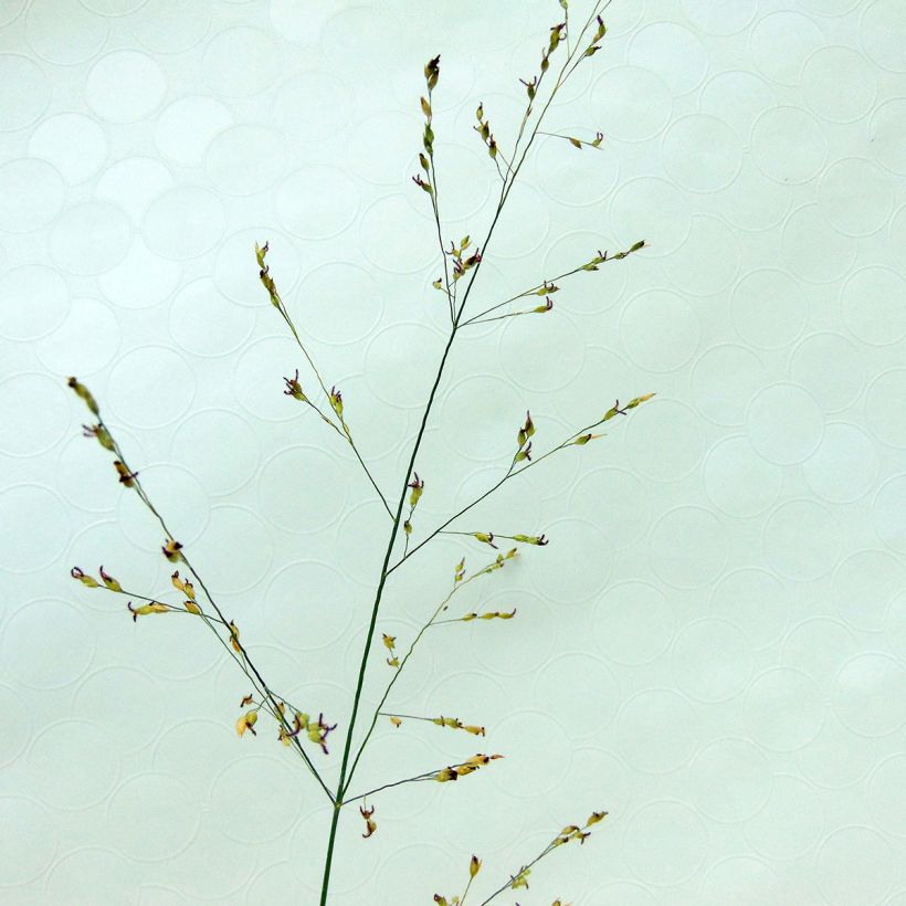 Panicum virgatum Kulsenmoor (Fioritura)