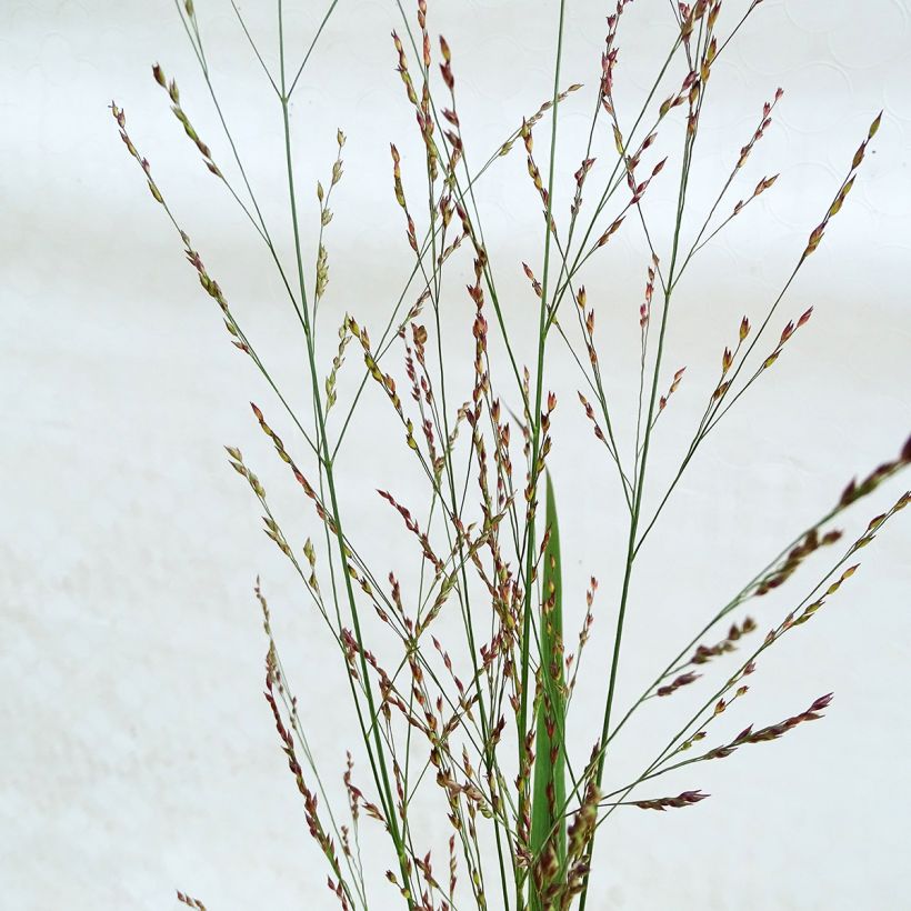 Panicum virgatum Northwind (Fioritura)