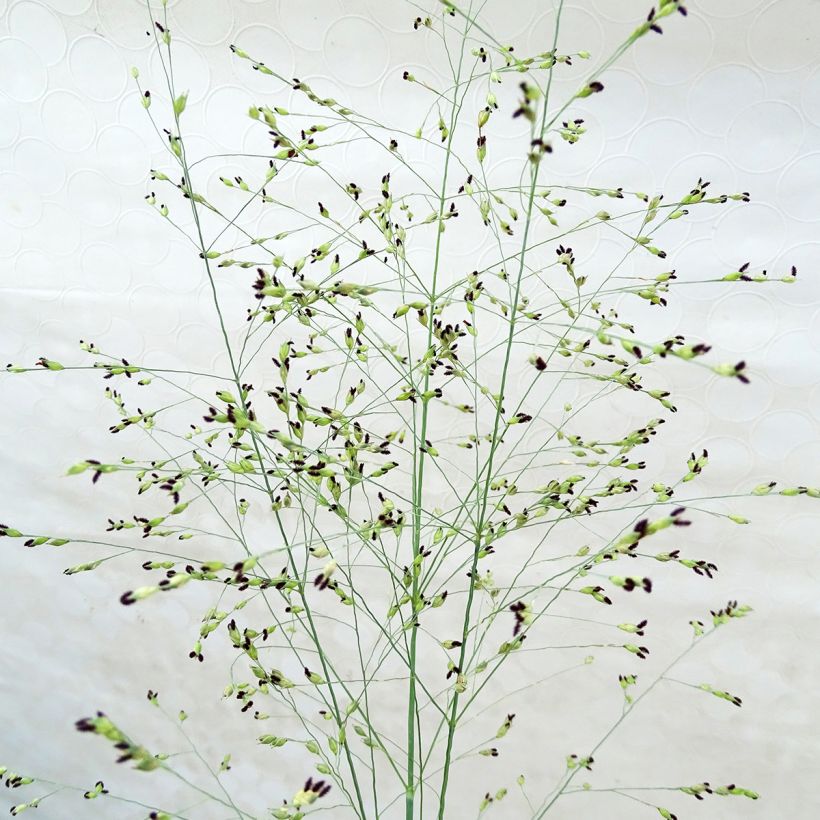 Panicum virgatum Prairie Sky (Fioritura)