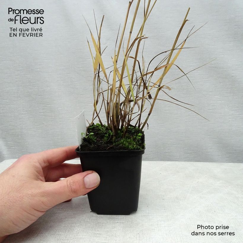 Panic érigé - Panicum virgatum Shenandoah en godet de 9 cm esemplare consegnato in inverno