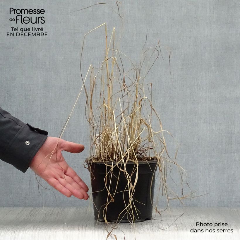 Panic érigé - Panicum virgatum Shenandoah en pot de 2/3 litres esemplare consegnato in inverno