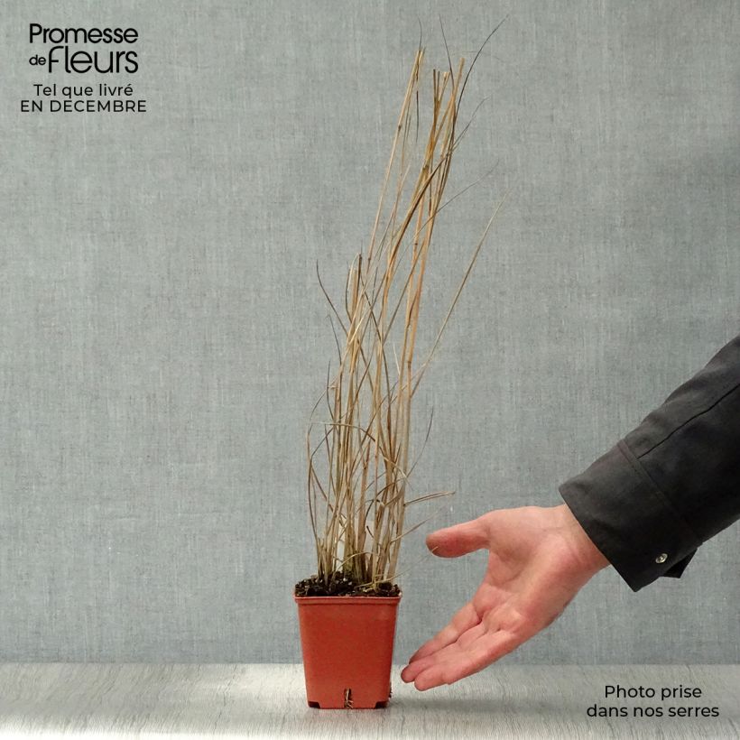 Panic érigé - Panicum virgatum Thundercloud  Godet de 9cm esemplare consegnato in inverno