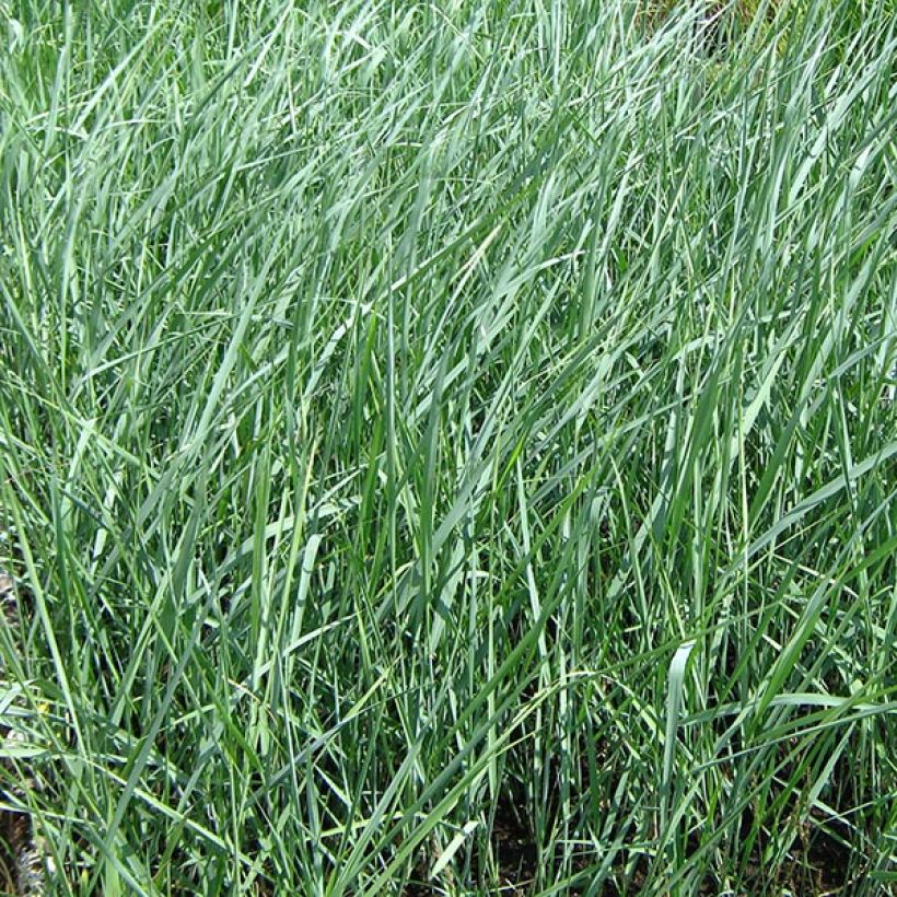 Panicum amarum (Fogliame)