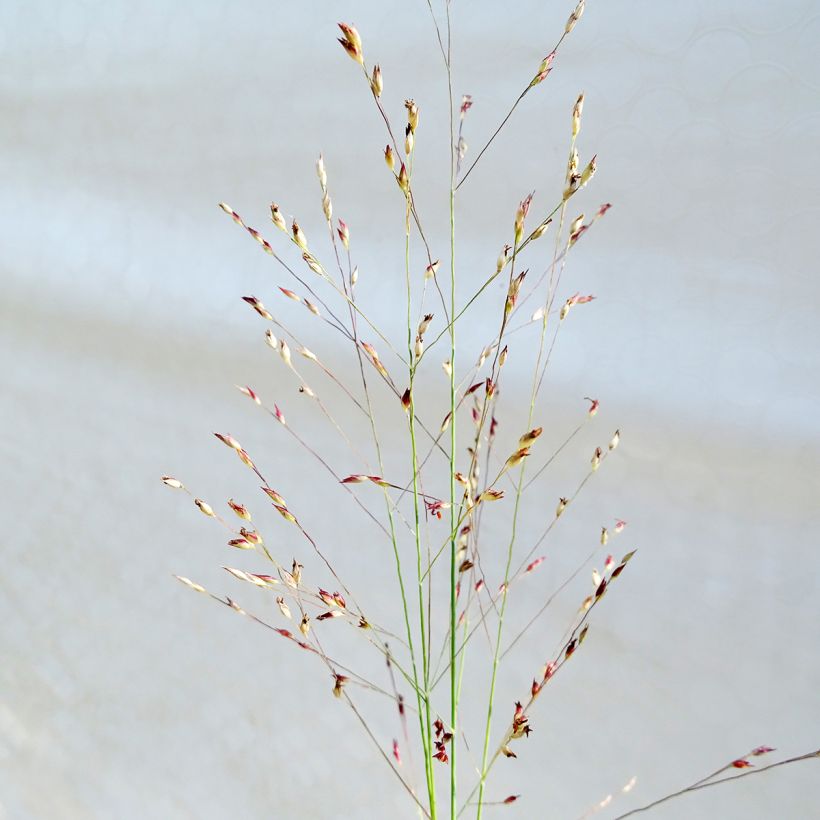 Panicum amarum (Fioritura)