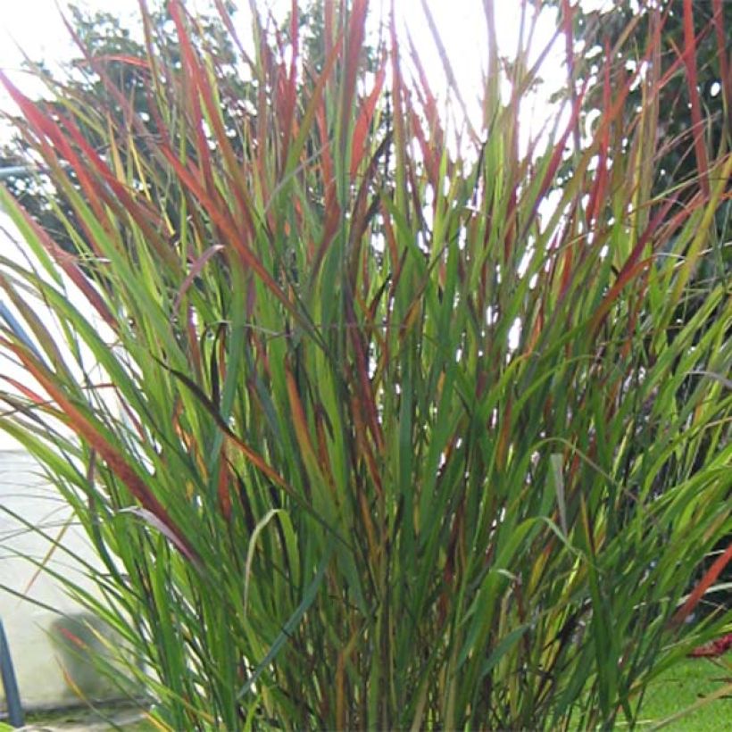 Panicum virgatum Cheyenne Sky (Fogliame)