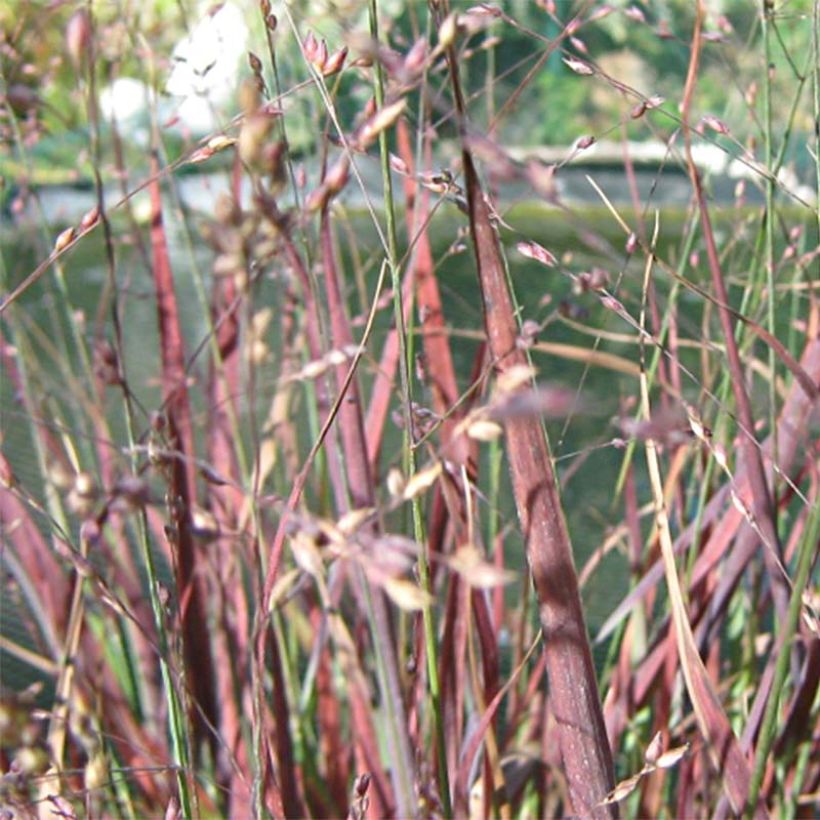 Panicum virgatum Cheyenne Sky (Fioritura)