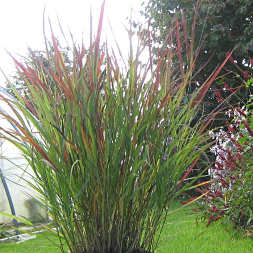 Panicum virgatum Cheyenne Sky (Porto)