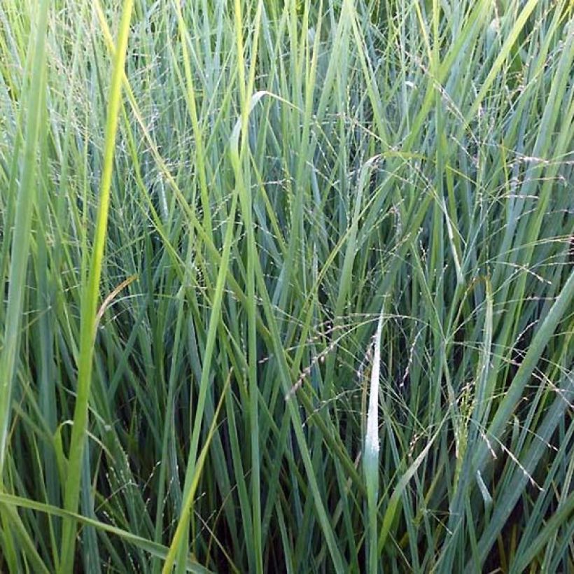 Panicum virgatum Cloud Nine (Fogliame)