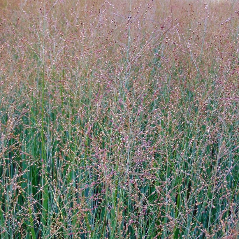 Panicum virgatum Cloud Nine (Fioritura)